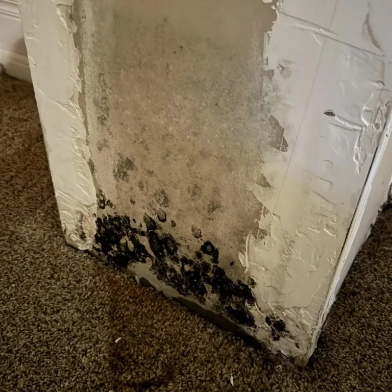 Professional Mold Removal in Monroe County, OH